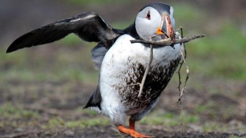 A shot of a Puffin with some twigs in its mouth