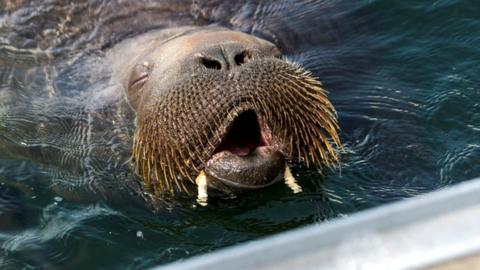 Freya the walrus swimming in Frognerkilen bay, Oslo on 20 July