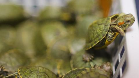 Seized turtles are displayed during a press conference in Sepang, Malaysia