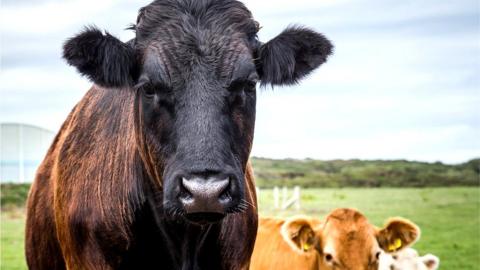 A black cow from Anglesey