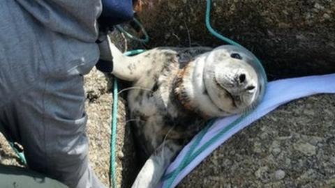 Seal stuck between rocks