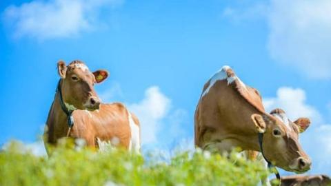 Guernsey cows