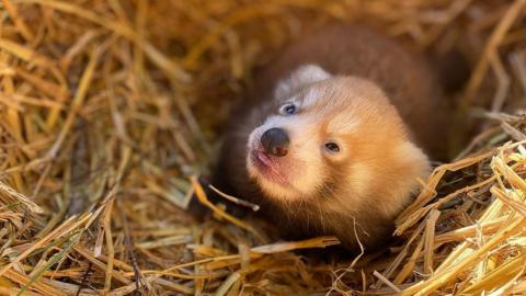 Red panda cub