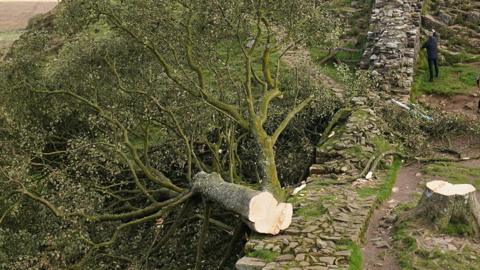 The chopped down Sycamore Gap tree fallen next to Hadrian's Wall