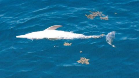 A dead dolphin floating upside down