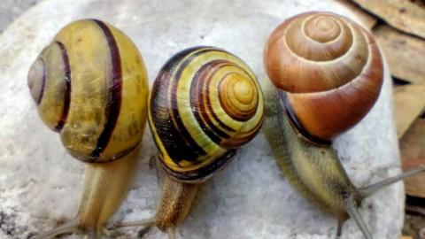 The rare snail