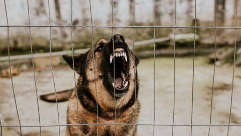 Aggressive dog baring its teeth