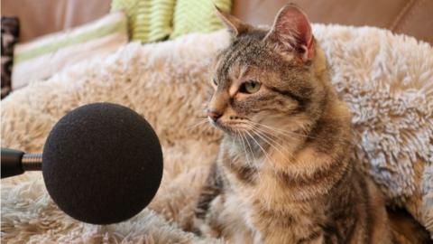 A 14-year-old cat named Bella from Cambridgeshire, which has broken the Guinness World Record for the loudest purr.