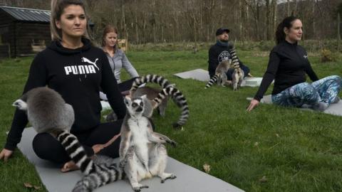 A lemur in a yoga-like pose at the Lake District Wildlife Park