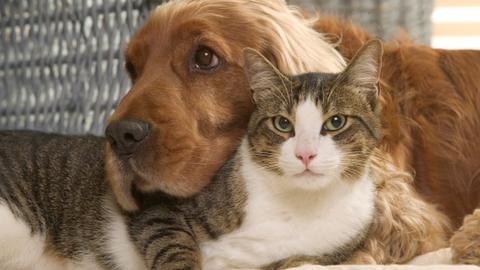 A cat and a dog sharing a cuddle