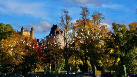 A number of white birds are taking flight with the backdrop of St George's Chapel. There are also a number of trees of varying autumnal colours. The sky is a bright blue colour.