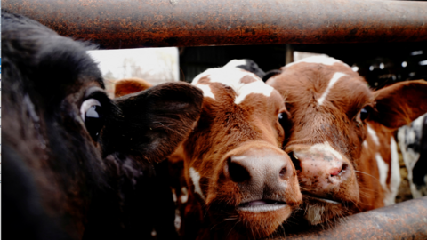 A close-up view of three cows' faces looking over an iron rail. A black cow is in the foreground and two brown and white cows are positioned just to its right.