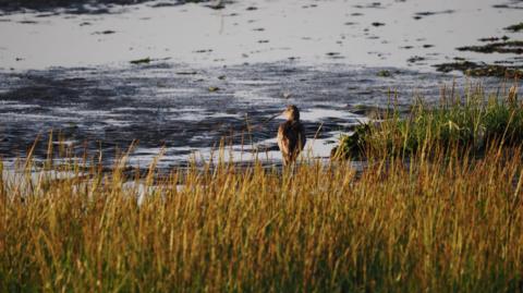 A small brown bird stands and looks out over the marshes