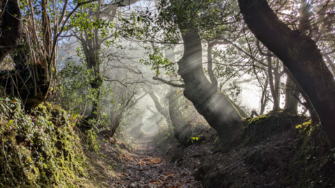 Sunlight streams through trees along a narrow woodland path, with beams of light cutting through light mist and illuminating moss-covered banks and fallen leaves.
