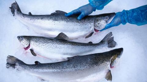 Hand-reared Scottish salmon on ice in fish farm