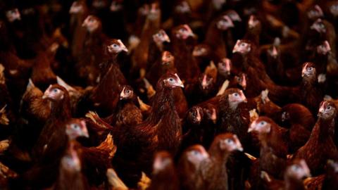 More than a dozen dark brown chickens are tightly packed together. 