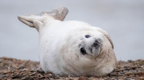 A white seal pup lies on a shingle beach with its flipper in the air