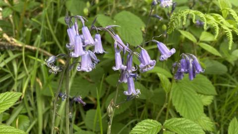 A close up of three bluebell stems