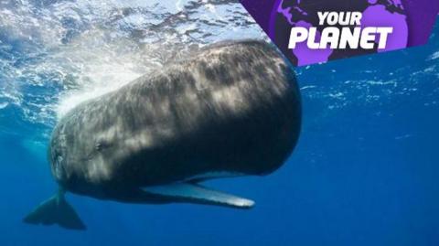 A whale swimming underwater with the Your Planet logo in the upper right hand corner.