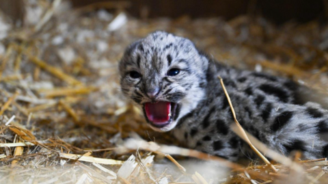 Newly born snow leopard cub.