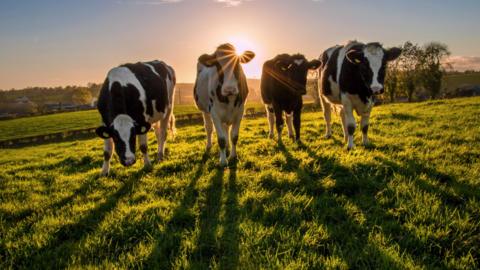 A group of yearling Holstein heifers in a field of grass in Northern Ireland just before the sun sets.