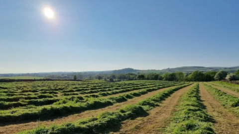 A sun drenched furrowed field