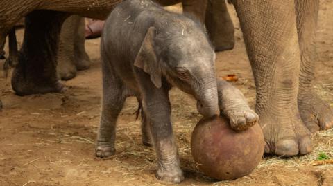 A male calf elephant, playing with a red ball, that is covered in dust and mud. Other legs of other elephants are in the image. There is straw on the ground. 