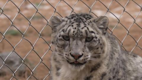 A snow leopard against a fence.