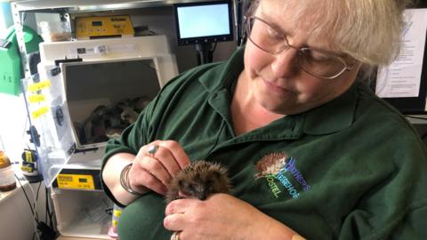 Heather Johnson, 49, in green T-shirt holding a baby hedgehog at her hedgehog hostel, which she runs from her Chatteris home. In the background you can see an incubator and crates for the hogs. Heather has light brown coloured hair and is wearing glasses as she peers at the baby hog.