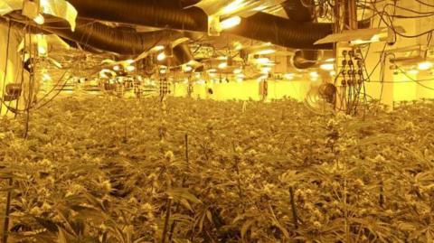 A large room, which is lit with yellow light, is full of cannabis plants, with industrial ducting and wires above them.