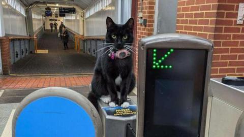 A black cat with a pink collar sitting on a train ticket gate.