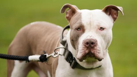 A brown and white XL bully on a lead.