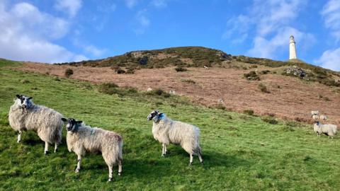 Sheep on a hill in Cumbria with a lighthouse and mostly blue sky above 