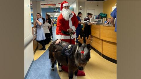 A Shetland pony, wearing antlers, on a hospital ward, with a man dressed as Santa, holding the reins.