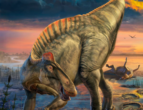 An updated artists impression of the duck-billed dinosaur Edmontosaurus 