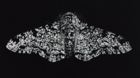 A black and white image of a peppered moth - it is a large moth with a fluffy body and black speckles covering its white wings. It also has two long antennas which are tucked beside its face and have short hairs on them.