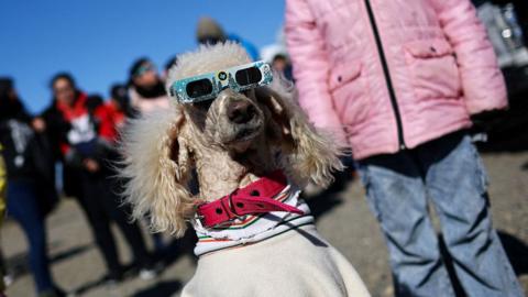 Dana the dog wears glasses as people watch an annular solar eclipse, in Las Horquetas, Santa Cruz, Argentina, October 2, 2024.