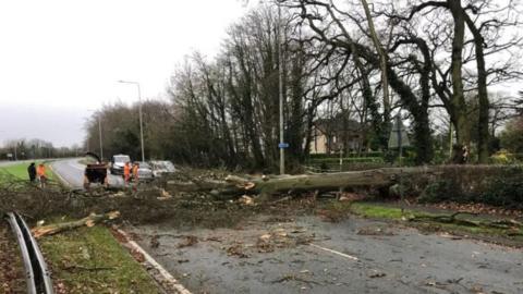 Huge tree fallen on the A59 in Longton, Lancashire, stretching across the road in both directions during Storm Darragh