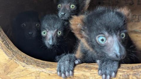 Four small lemur babies huddles together in a wood box. The lemur at the front has its paws out of the box. They have big light blue and green eyes. 