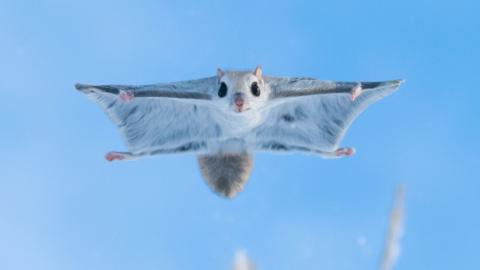 A flying squirrel in mid-air