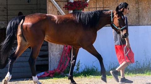 A horse is led past past barns near where a fire killed several horses