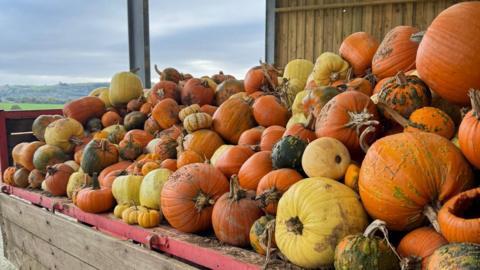A large pile of pumpkins on a wooden crate. The pumpkins vary in colour and size.