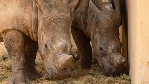 Two southern white rhinos side by side. They are both grazing what appears to be hay on the floor.
