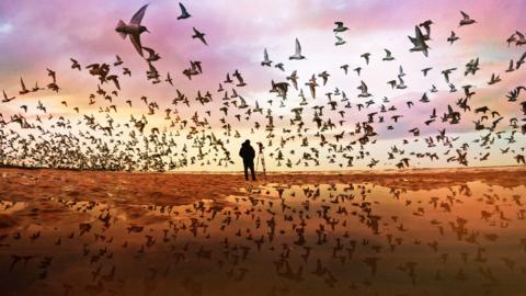 A man's silhouette stands amongst a murmuration of birds 