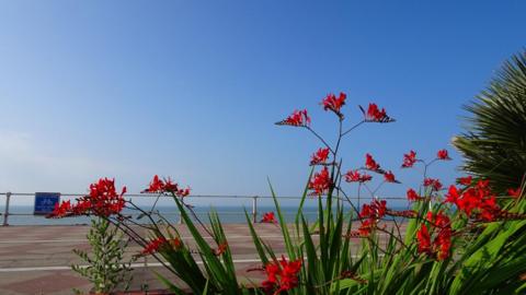 Red flowers in close up with a road and blue sea behind and blue sky above 