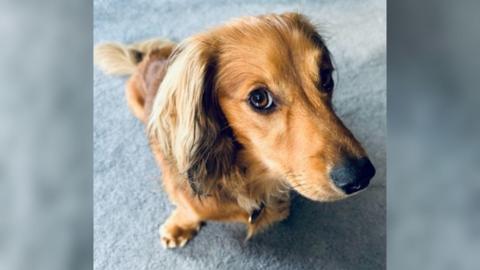 Gustav, a brindle daschund, as shot from the above. He has long light brown and is looking at the camera.