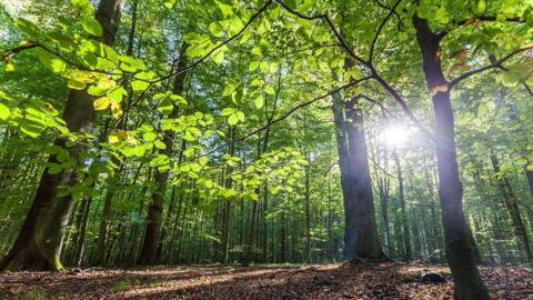 Low angle view of beech forest in the springtime in the Cotswolds. 