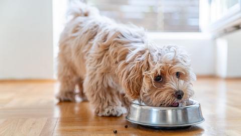Dog eating dog food