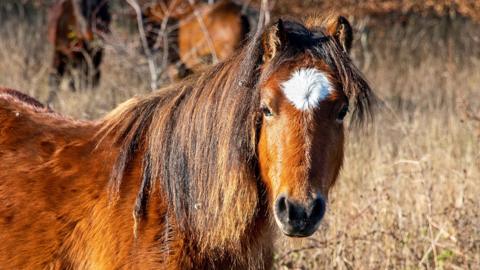 A pony is standing in a field. You can see just the head and upper part of the body, which is brown. It has a long, shaggy mane and a white diamond shape on its forehead