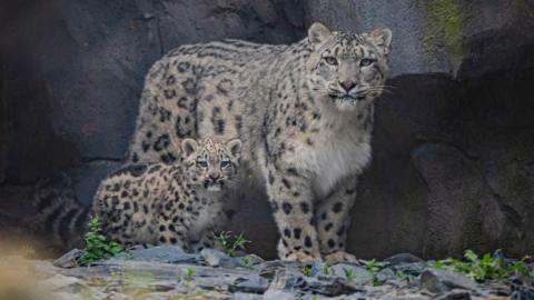 a mother snow leopard and her tiny cub in the outside enclosure at the zoo